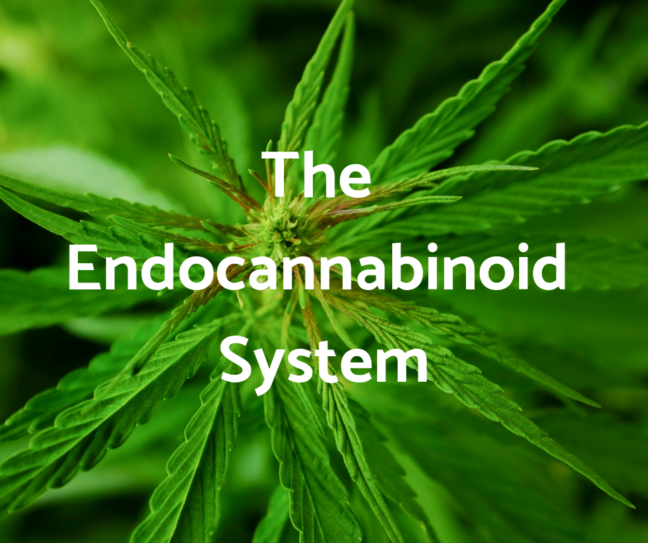 CBD and the endocannabinoid system.